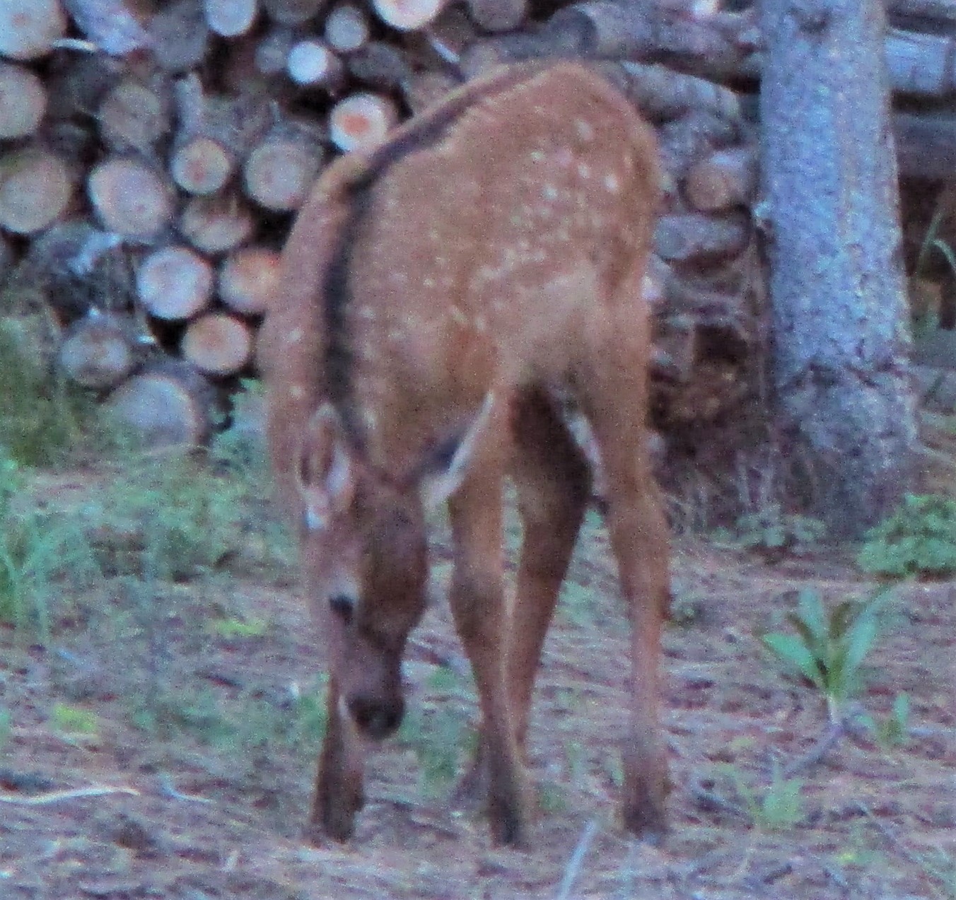 Crosstimber Chronicle